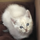 Illustration for article titled What the hell do I do with this kitten?